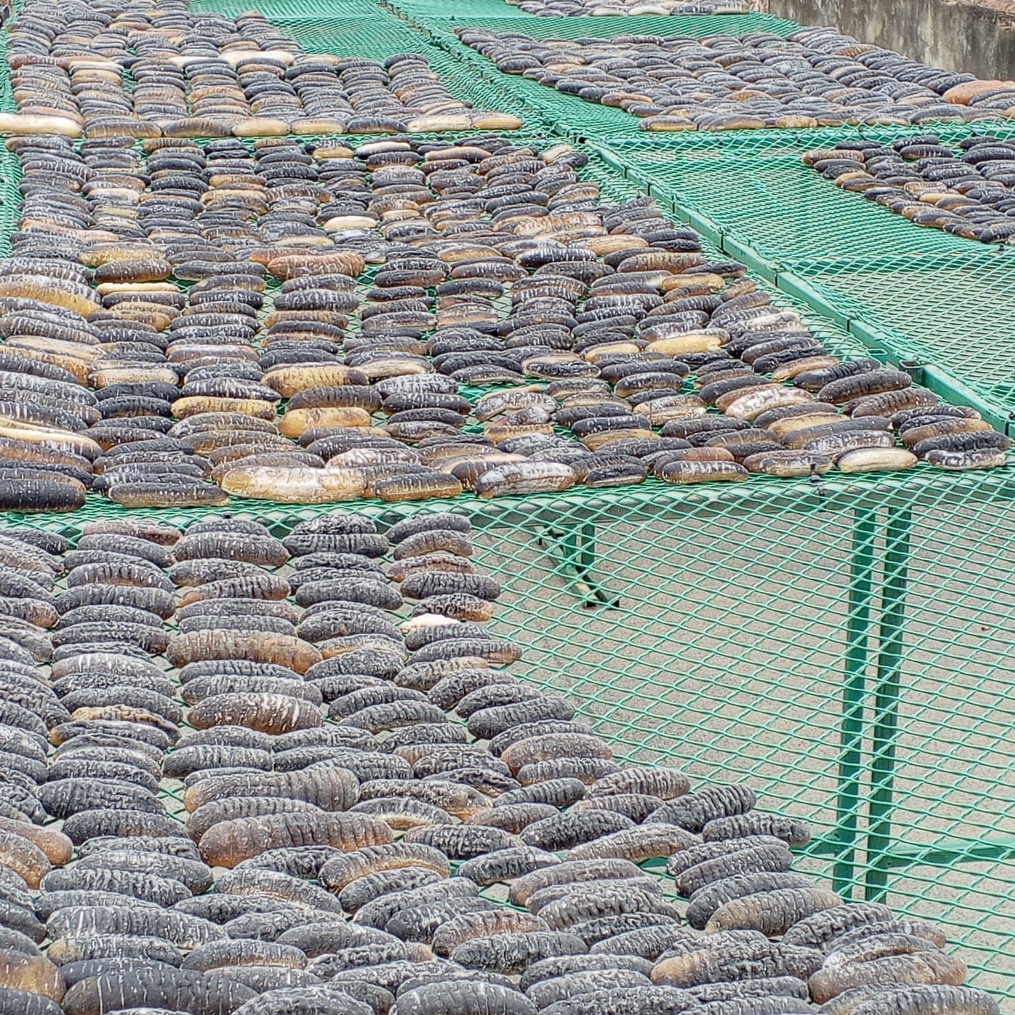 Premium fish maw product