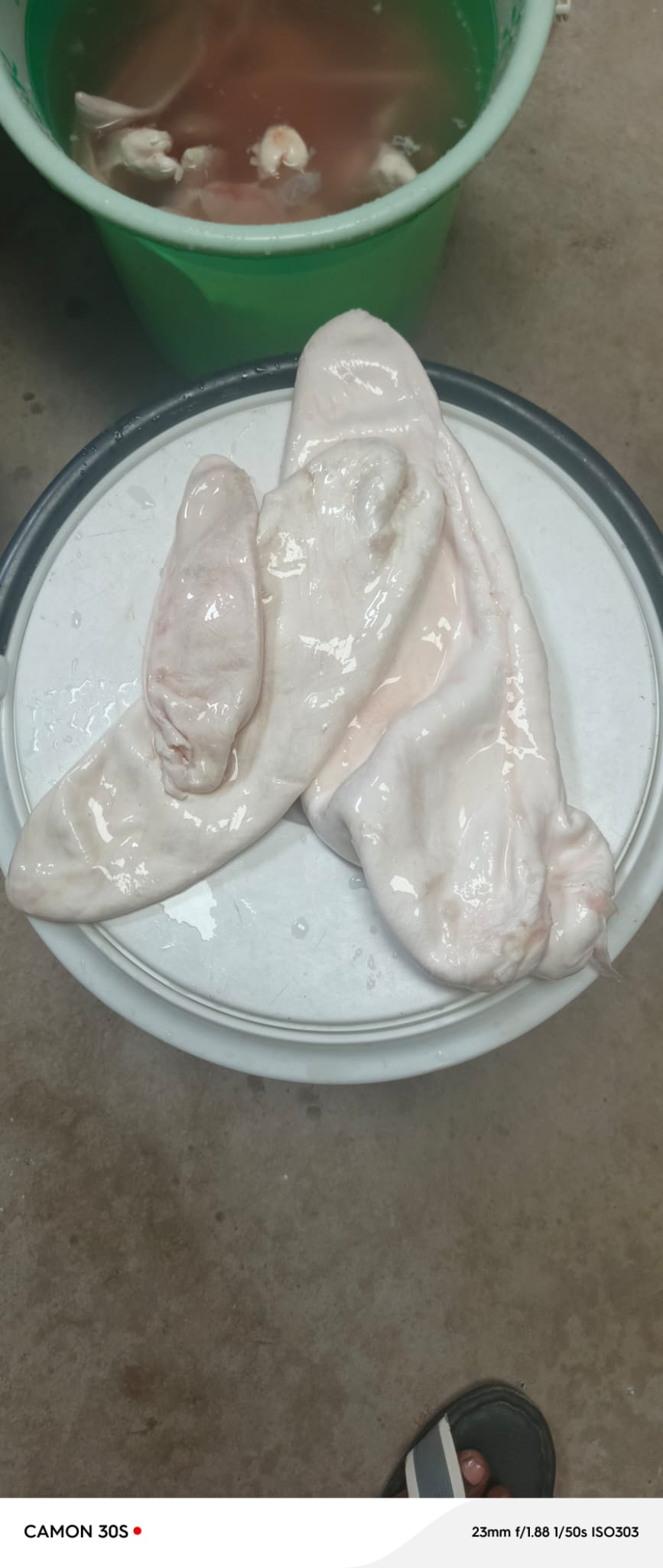 Mixed fish maw sizes